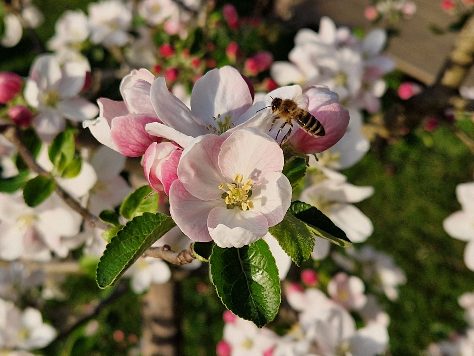 Garten 2 – Bienenbaum